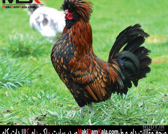 عکس پرنده تاج قرمز کاکلی عکس پرنده تاج قرمز کاکلی