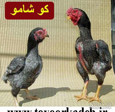 فروش خروس لاری اصیل آماده میدان