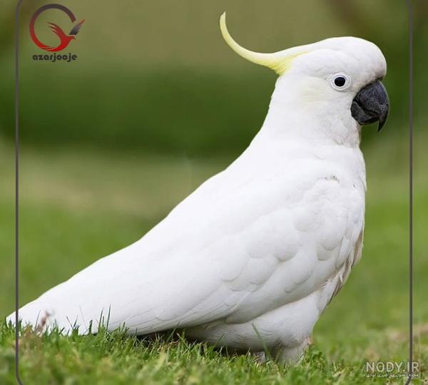 قیمت طوطی کاکادو به همراه بررسی انواع این پرنده زیبا - Happypet قیمت طوطی کاکادو به همراه بررسی انواع این پرنده زیبا - Happypet