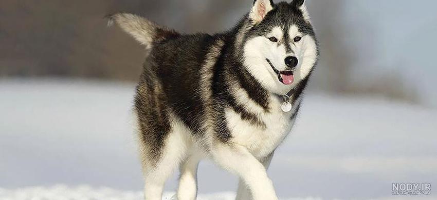 مشخصات کامل، قیمت و خرید نژاد سگ سامویید (Samoyed) | پت راید مشخصات کامل، قیمت و خرید نژاد سگ سامویید (Samoyed) | پت راید