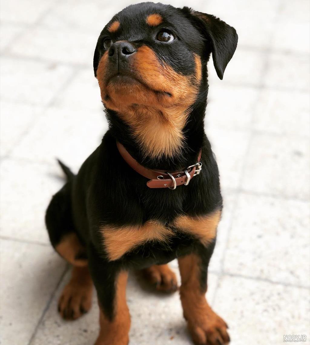 معرفی سگ نژاد روتوایلر - Rottweiler Dog - مجله پت سانی