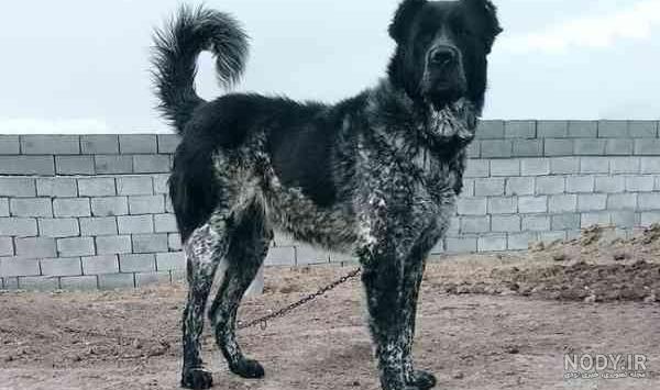 معرفي نژاد انواع سگ ها - سگ گله بلژيکي(Belgian Sheepdog):توضیحات ...