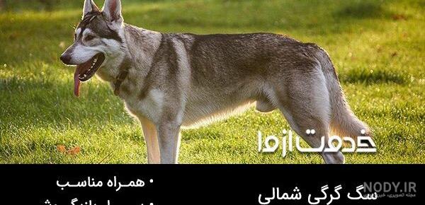 نژاد سگ سارلوس ولف داگ (Saarlooswolfdog) عکس و ویدیو نژاد سگ سارلوس ولف داگ (Saarlooswolfdog) عکس و ویدیو