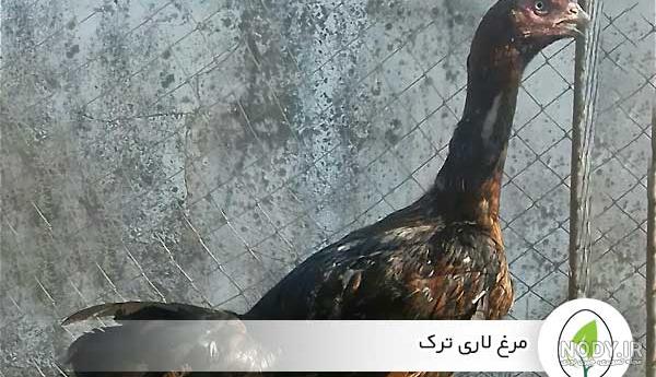 واریته های مختلف نژاد لاری در ایران - فروشگاه چیکن دیوایس