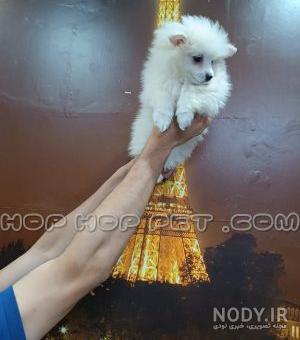 30+ عکس سگ پامر در گونه‌ها، رنگ‌ها مختلف 🐶