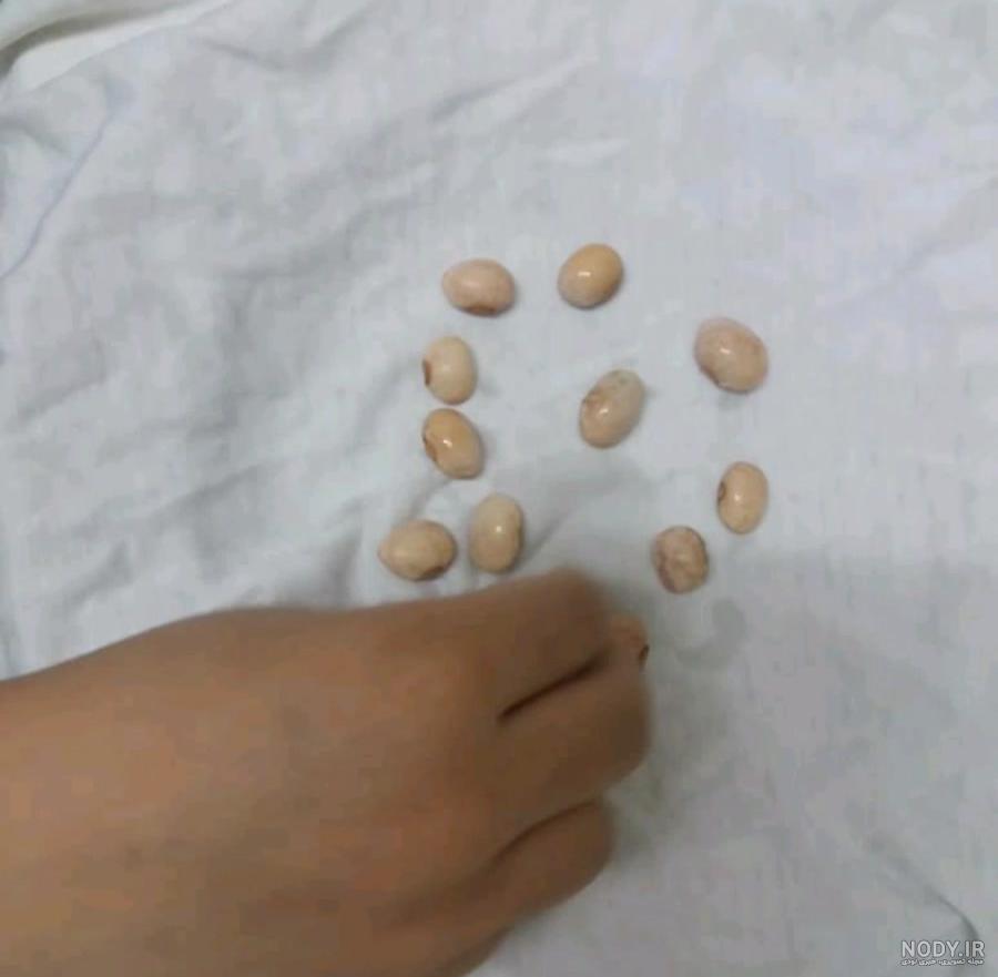 آزمایش کاشت لوبیا به همراه مراحل کاشت دانه برای مدرسه