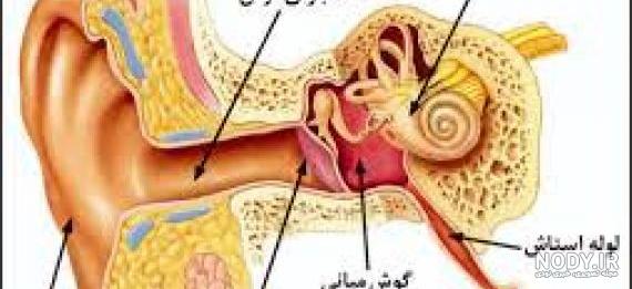 آناتومی گوش انسان | اجزای گوش و سیستم شنوایی | سمعک قلهک