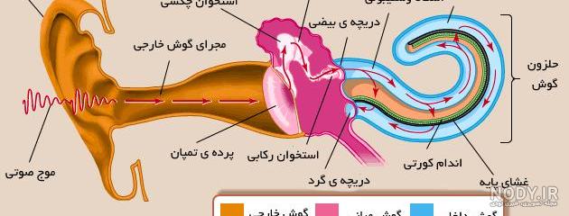 تحقیق در مورد گوش کلاس پنجم - تــــــــوپ تـــــــــاپ