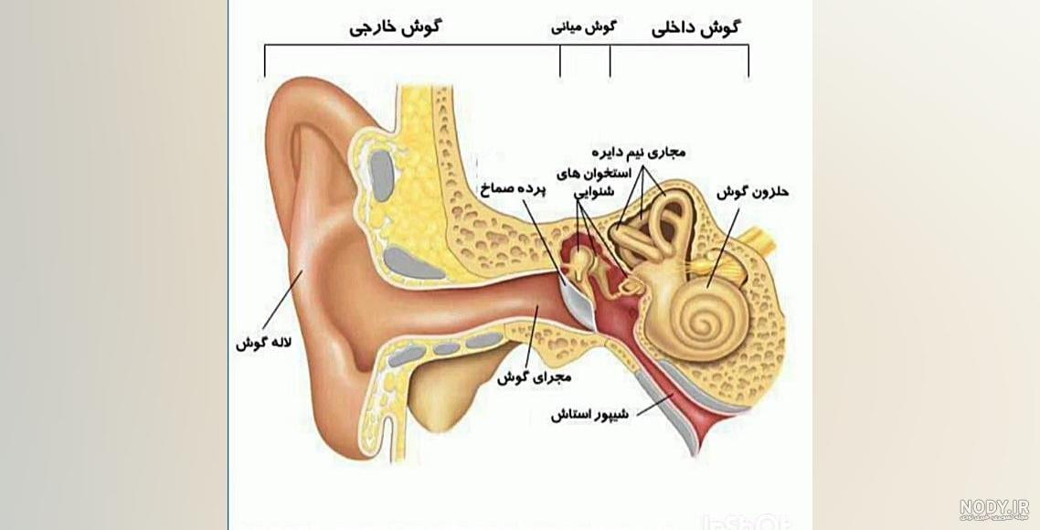 تحقیق در مورد گوش کلاس - کلاس درسی