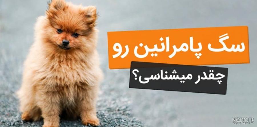 خصوصیات سگ پامرانین و انواع نژاد آن - ایران مشاغل خصوصیات سگ پامرانین و انواع نژاد آن - ایران مشاغل