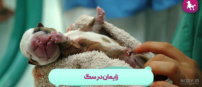 راهنمای جامع زایمان سگ؛ مدت زمان، مراحل و علائم آن - پت پرس راهنمای جامع زایمان سگ؛ مدت زمان، مراحل و علائم آن - پت پرس