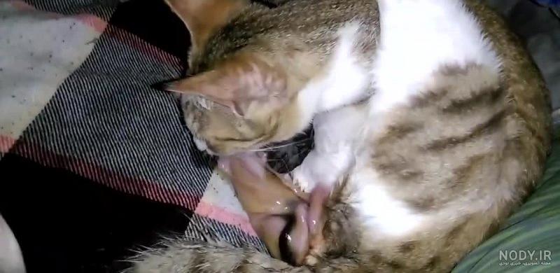 زایمان سگ چند ساعت طول میکشد؟ محل مناسب برای زایمان سگ - Happypet زایمان سگ چند ساعت طول میکشد؟ محل مناسب برای زایمان سگ - Happypet