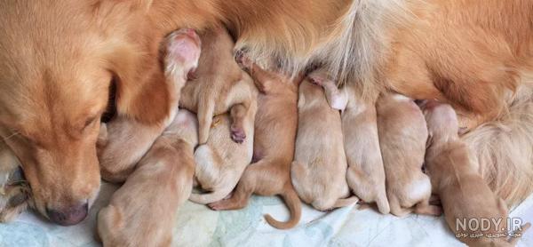 زایمان سگ ژرمن dog delivery german sheperd زایمان سگ ژرمن dog delivery german sheperd