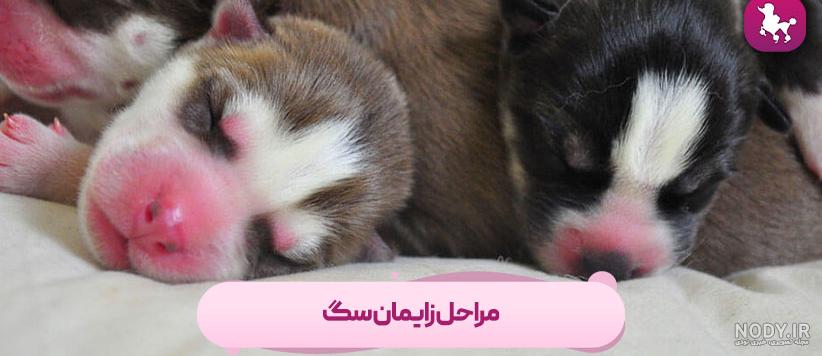 زایمان سگ‌ها - راهنمای قبل و بعد از زایمان - آرون پت