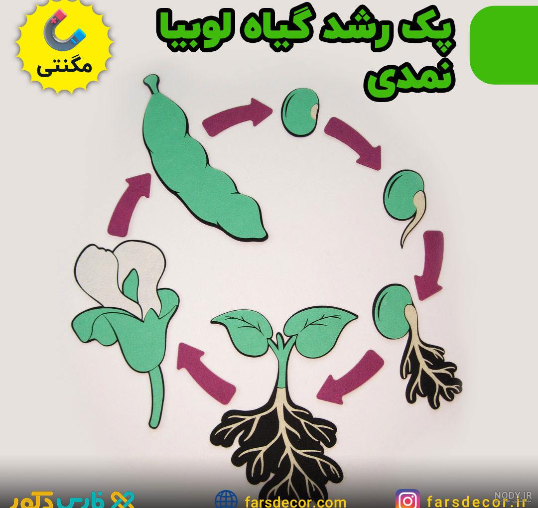 سرگذشت دانه-مراحل رشد دانه- علوم کلاس دوم دبستان-تهیه کننده: ژانت شمسی زاده سرگذشت دانه-مراحل رشد دانه- علوم کلاس دوم دبستان-تهیه کننده: ژانت شمسی زاده