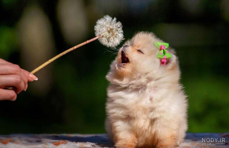 سگ مالتیز maltesedog‎ updated... - سگ مالتیز maltesedog
