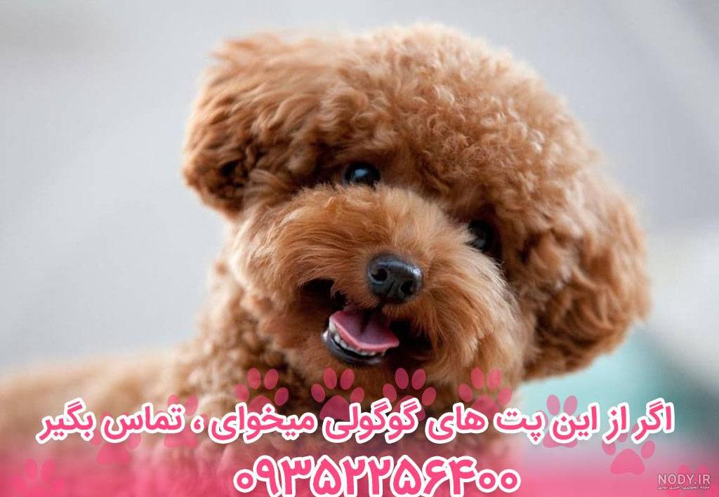 سگ پودل ( آشنایی کامل با این سگ باهوش و دوست داشتنی)-فارسی پت