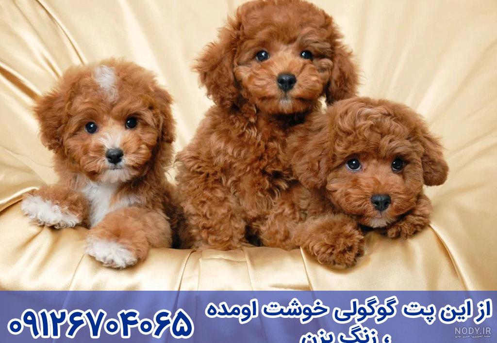سگ پودل ⭐️ - دنیزپت ❤️ خرید سگ آپارتمانی ⭐️