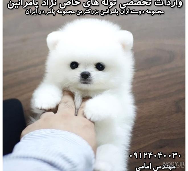 عروسک سگ 🐶لیست قیمت و خرید سگ عروسکی | چیچیلاس