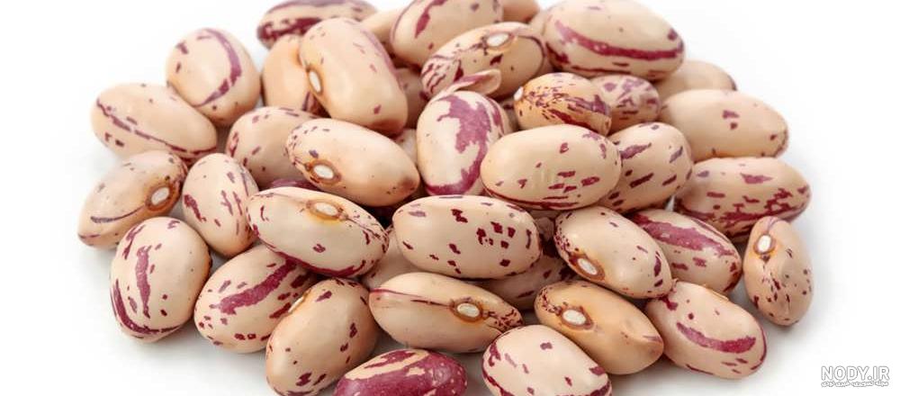 عکس رشد لوبیا برای کلاس اول