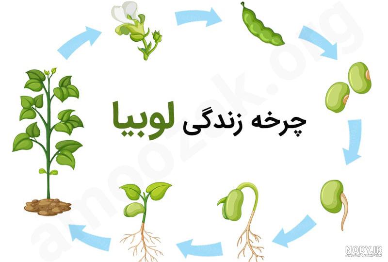 عکس رشد لوبیا برای کلاس دوم عکس رشد لوبیا برای کلاس دوم