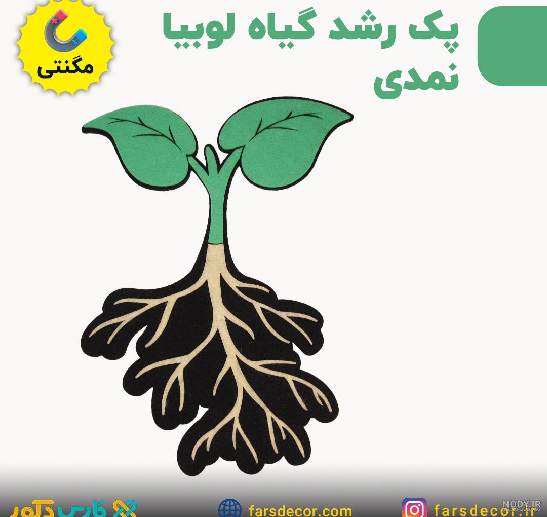 عکس لوبیا کلاس دوم - عکس نودی عکس لوبیا کلاس دوم - عکس نودی