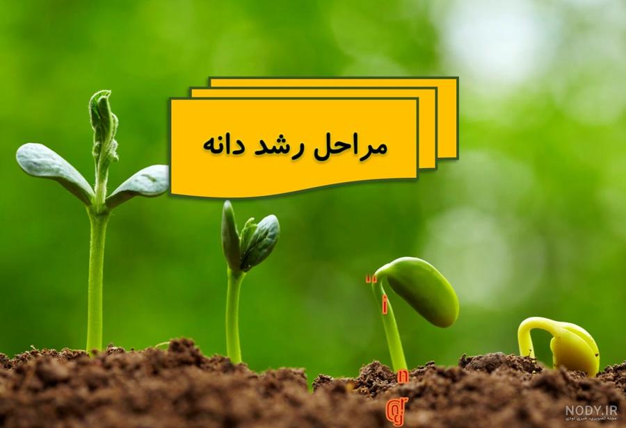 عکس مراحل رشد لوبیا کلاس دوم عکس مراحل رشد لوبیا کلاس دوم