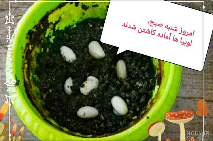 عکس کاشت لوبیا برای مدرسه - عکس نودی عکس کاشت لوبیا برای مدرسه - عکس نودی