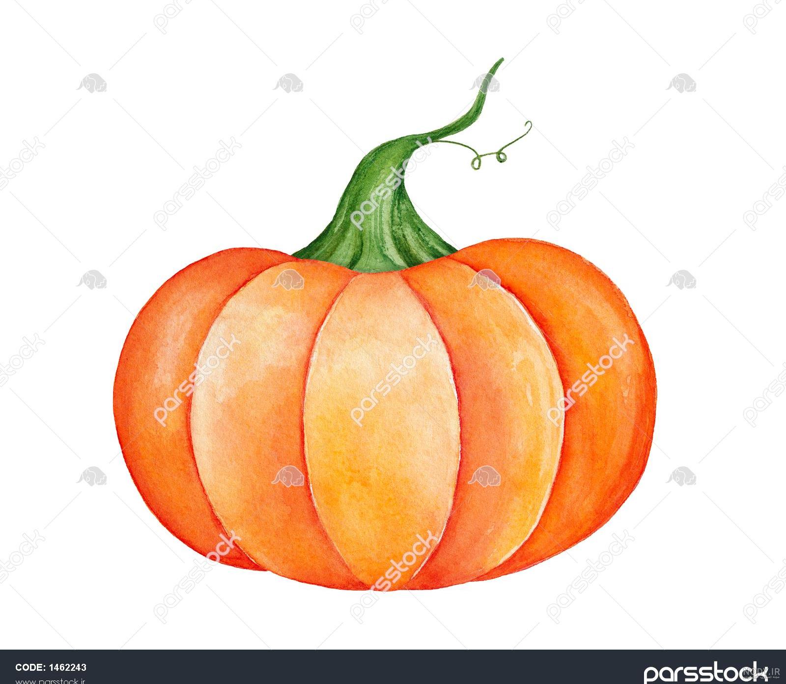 عکس کدو تنبل