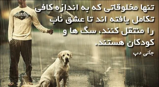 عکس گرگ برای پروفایل | 110 عکس از گرگ های زیبا و وحشی - دلبرانه