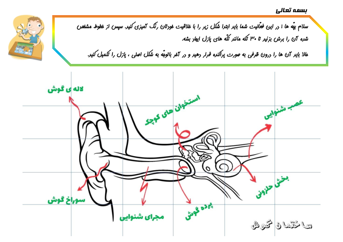 عکس گوش و اجزای آن کلاس پنجم