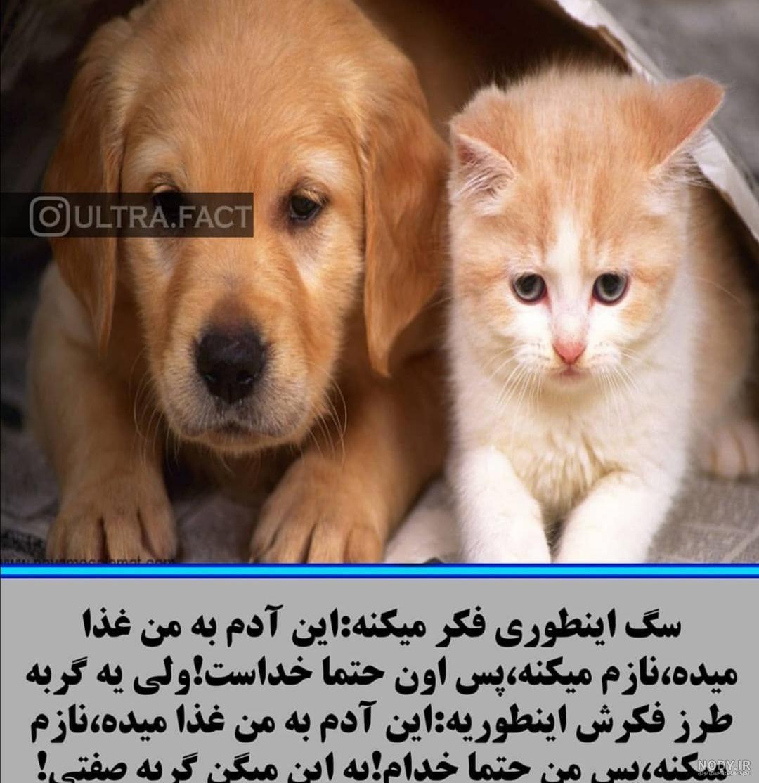 متن فاز سنگین درباره شیر با عکس پروفایل زیبا با موضوع شیر جنگل