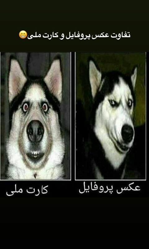 متن در مورد سگ + جملاتی در مورد وفاداری و مهربانی سگ