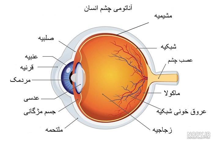 مجرای گوش - ویکی‌پدیا، دانشنامهٔ آزاد