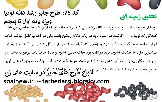 مراحل رشد دانه لوبیا از نگاه تصاویر