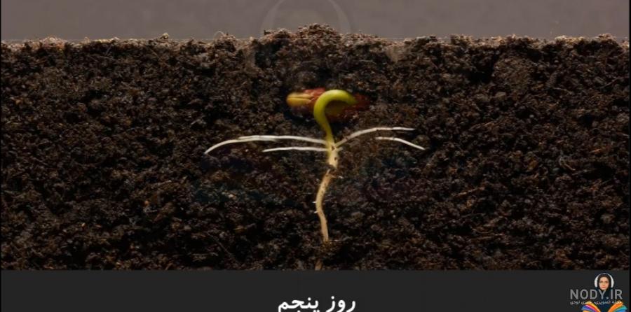 مراحل رشد دانه چیست؟ — به زبان ساده – فرادرس - مجله‌