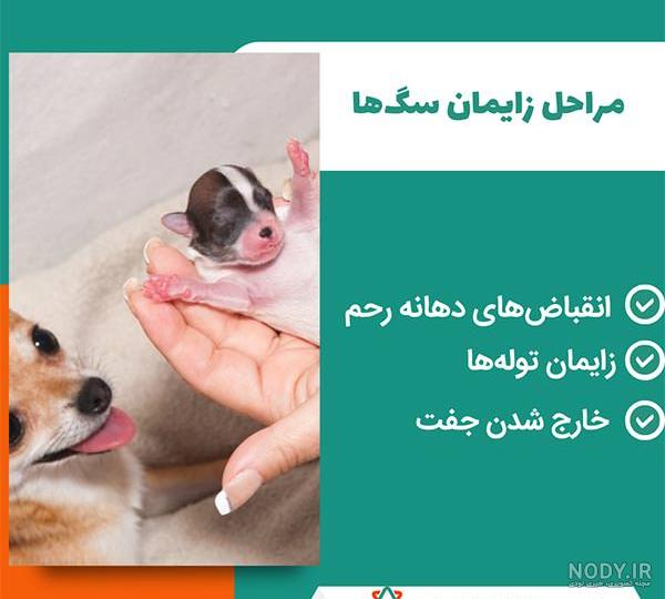 مراقبتهای قبل و بعد از زایمان سگ مراقبتهای قبل و بعد از زایمان سگ