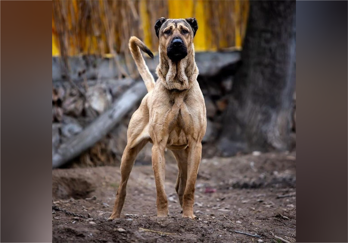 مقایسه سگ سرابی با قدرجونی | فیلم جنگ سگ سرابی با قدرجونی - Happypet