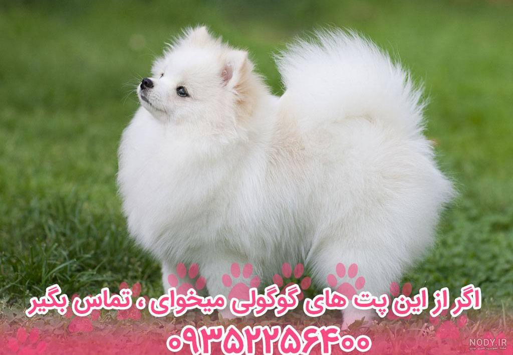 مهم‌ترین نکات نگهداری و تربیت توله سگ پامرانین را بدانید! - ویرگول