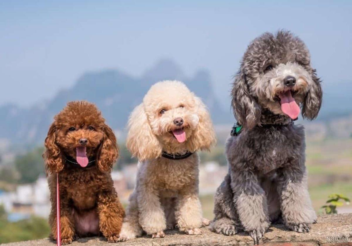 نژاد سگ پودل عروسکی (Poodle - Toy) عکس و ویدیو