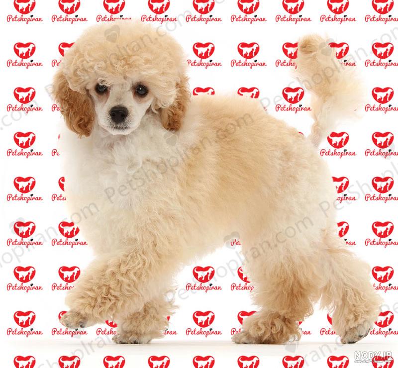 نژاد سگ پودل عروسکی و مینیاتوری Poodle Dog – سایت پامرانین