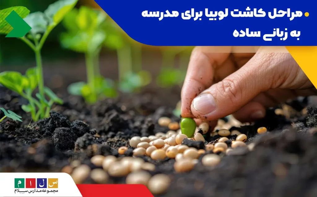 چرخه رشد گیاه لوبیا نمدی (مگنتی) - فروشگاه اینترنتی فارس دکور چرخه رشد گیاه لوبیا نمدی (مگنتی) - فروشگاه اینترنتی فارس دکور
