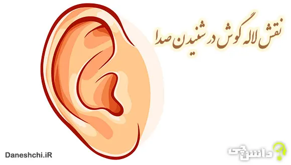 کاربرگ پازل آشنایی با ساختمان گوش - گاما