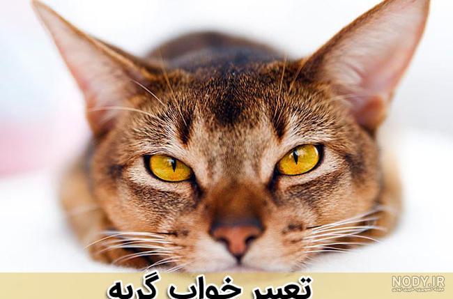 تعبیر خواب دیدن عکس معشوق برای دختر مجرد تعبیر خواب دیدن عکس معشوق برای دختر مجرد
