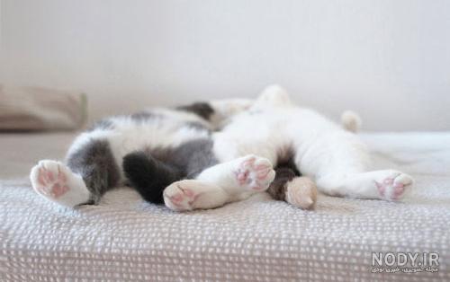 گربه چند ساعت می خوابد؟ بررسی خواب گربه ها در نژاد های مختلف - Happypet گربه چند ساعت می خوابد؟ بررسی خواب گربه ها در نژاد های مختلف - Happypet