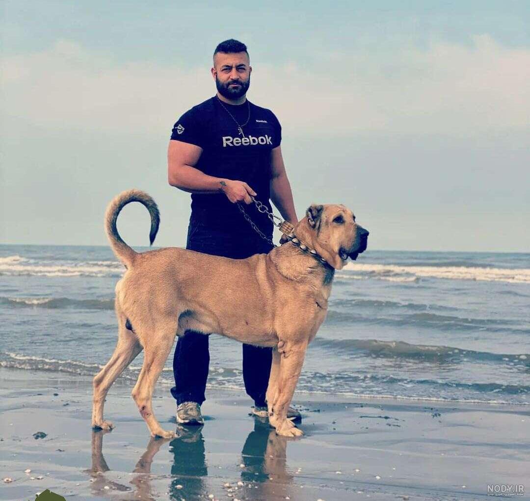 آلاباي غول پيکر پت دیتا,آگهی حیوانات خانگی,فروش سگ پلیس,مربی تربیت ...