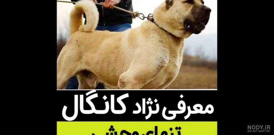 آنچه باید درباره سگ کانگال بدانید آنچه باید درباره سگ کانگال بدانید