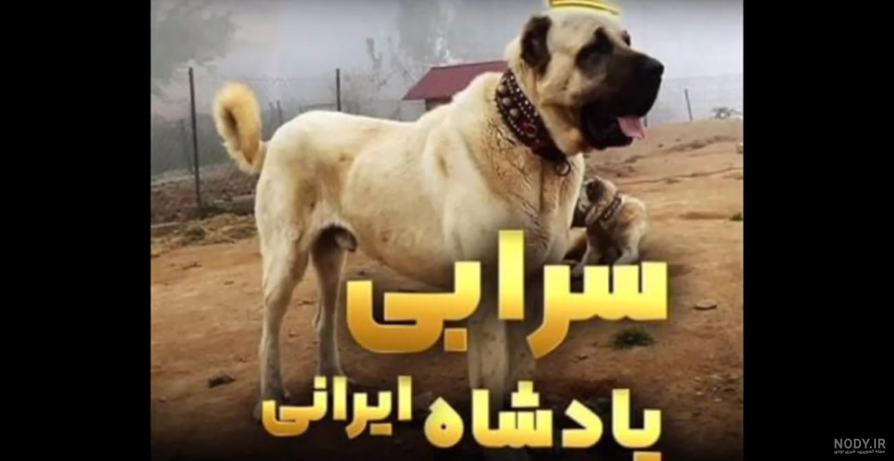 بررسی کامل سگ نژاد کانگال (نگهداری، تغذیه و...) | دنیای حیوانات بررسی کامل سگ نژاد کانگال (نگهداری، تغذیه و...) | دنیای حیوانات
