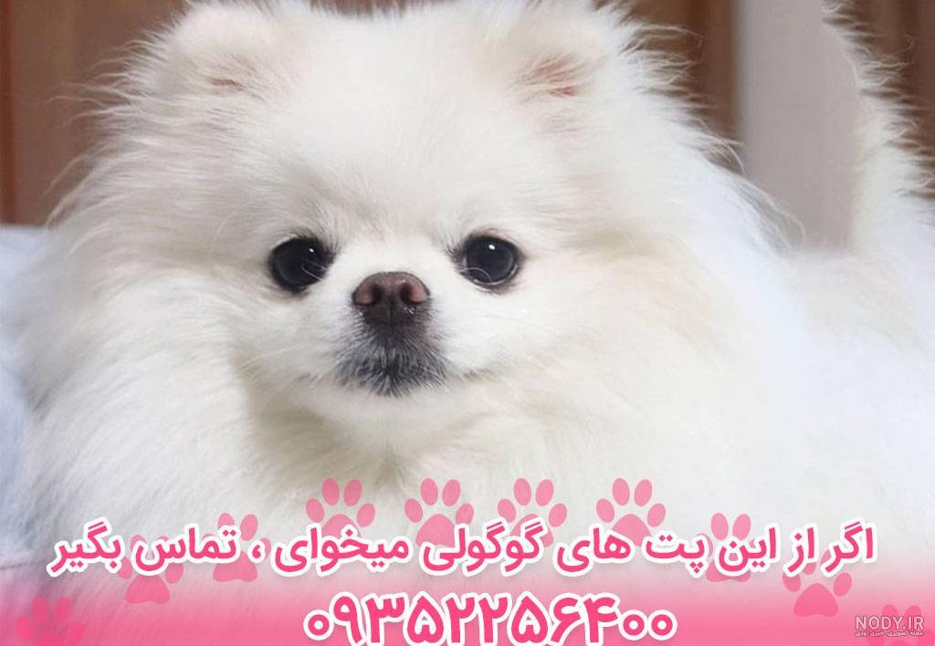 توله سگ پامرانین روی پارچه سیاهی نشسته است افقی 1196281 توله سگ پامرانین روی پارچه سیاهی نشسته است افقی 1196281