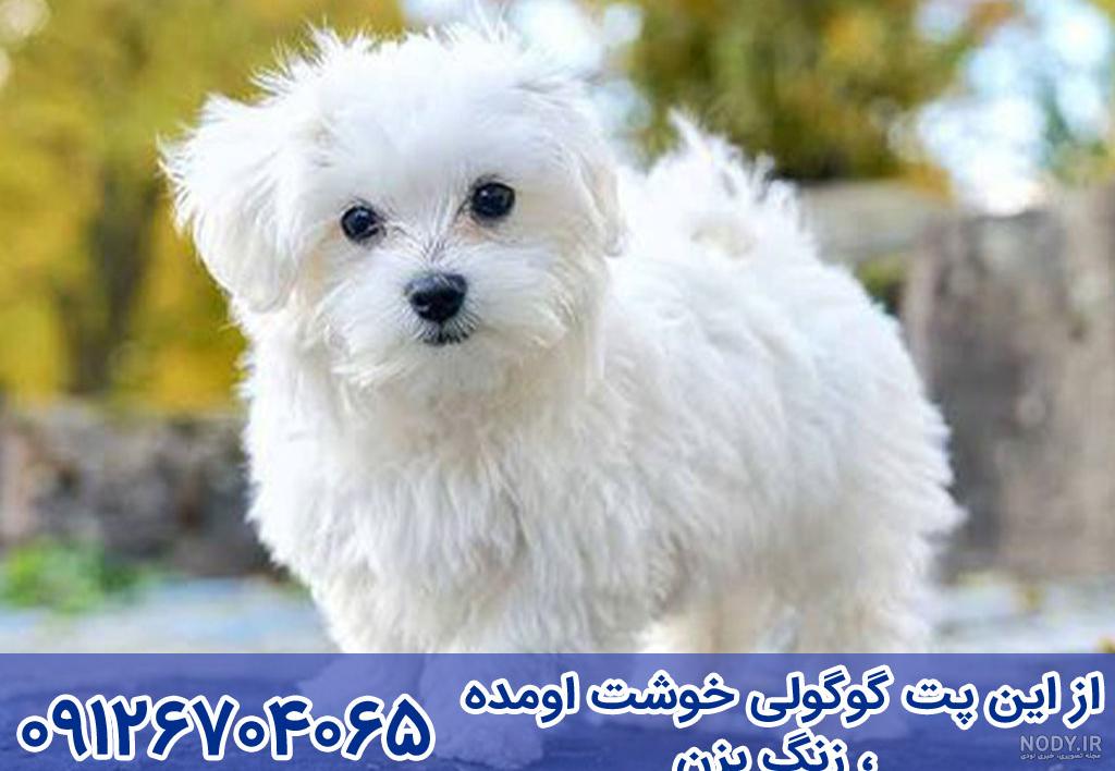 خرید سگ مالتیز (مشخصات کامل و فروش با بهترین قیمت ) - فارسی پت